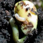 Все о выращивании тыквы Цукеша