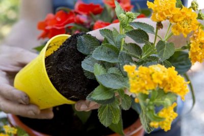 Лантана: выращиваем экзотический цветок дома
