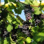Подбор видов винограда для выращивания в Краснодарском крае
