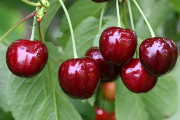 Ярославна — популярный сорт вишни