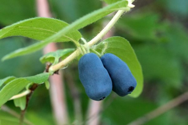 Жимолость Мальвина – урожайный сорт с нежными плодами