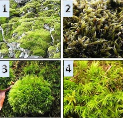 Яркие снимки в вертикальном озеленении: инструкция по выбору растений и методам посадки