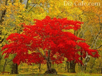 Топ-5 краснолистных деревьев и кустарников – привнесите волшебство в свой сад