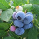 Самые плодородные сорта голубики дачной, выращиваемые в России, Белоруссии и Украине