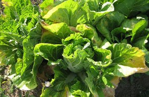 Успешные способы выращивания листового салата и инструкции к ним