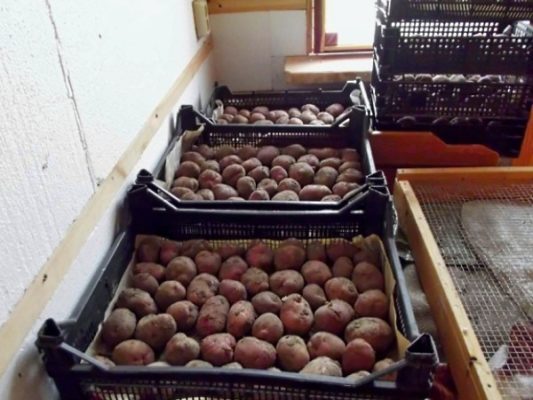 Как прорастить картофель перед посадкой: способы и основные правила
