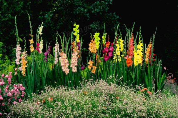 Величественный цветок на клумбе: 25 изображений гладиолусов в ландшафтных композициях