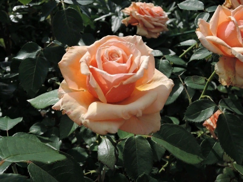 7 нежных персиковых и абрикосовых роз, которые можно посадить на своем участке