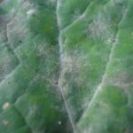 Секреты выращивания листового салата и инструкции