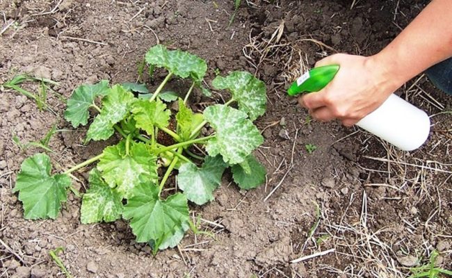 Подкормка тыквы – все тонкости использования органических и минеральных удобрений
