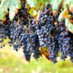 Технические сорта винограда: как «вырастить» вкусное вино