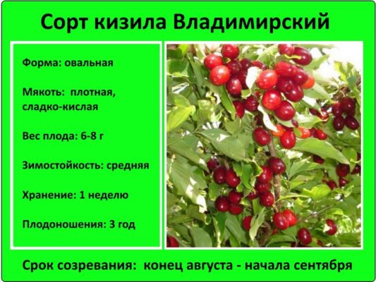 Как вырастить кизил в Беларуси