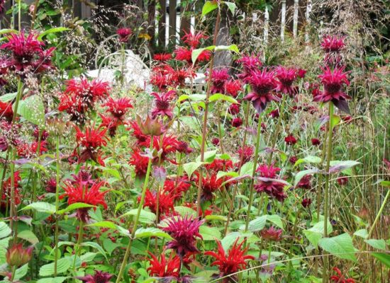 Цветок с использованием цитрусового аромата: 35 фотографий удачной бальзам-рододендрона в саду