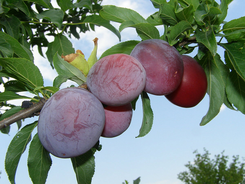 Сорта гигантских слив, у которых каждый плод будет весить более 70 грамм