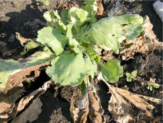 Белокочанная капуста: все тонкости выращивания и ухода