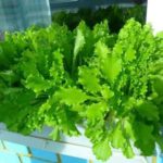 Эффективные методы выращивания листового салата и инструкции