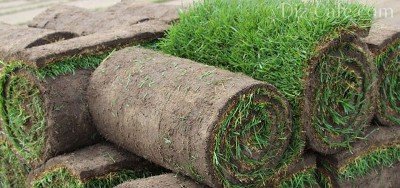Метод укладки и правила выращивания травы