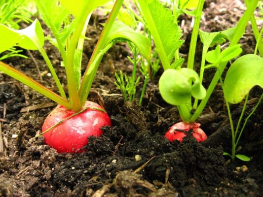 Выращиваем редис без вредителей, или как избавиться от крестоцветной блошки