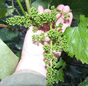 Виноград Дон Альбас: характеристика сорта и рекомендации по выращиванию