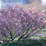 Фото цветущих зарослей курильской вишни