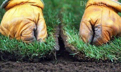 Технология укладки и правила выращивания травы