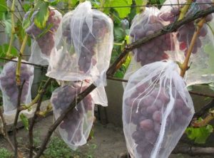 Виноград Черныш – неприхотлив и вкусен