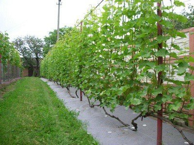 Решетка для винограда своими руками: как сделать опоры для виноградника