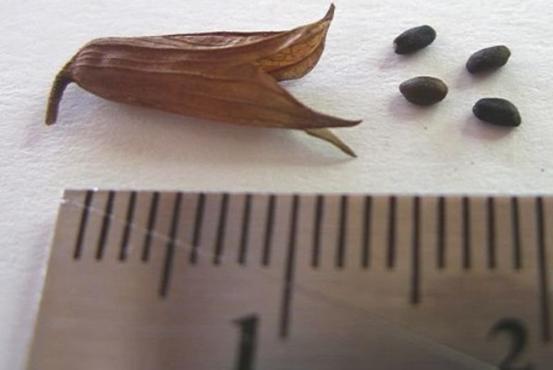 Подсказки по выращиванию шалфея из семян: как получить здоровую рассаду
