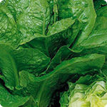Эффективные методы выращивания листового салата и инструкции