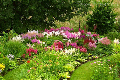Астильба – любимица тенистых садов – правила посадки и рекомендации по уходу