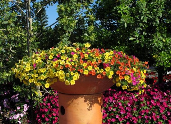 Украшаем сад петуниями: 50 лучших идей дизайна сада