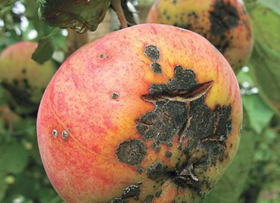 О выращивании яблони Айдаред