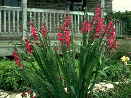 Величественный цветок на клумбе: 25 изображений гладиолусов в ландшафтных композициях