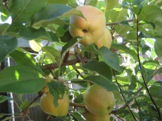 7 уникальных сортов яблок, которые можно вырастить в своем саду