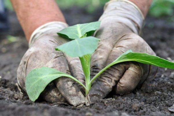 Выращивание и уход за рассадой брокколи в домашних условиях