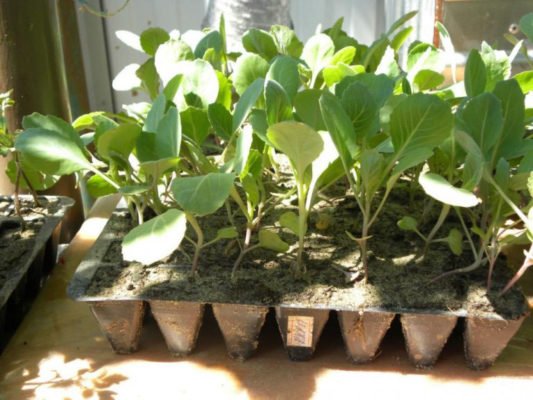 Выращивание и уход за рассадой брокколи в домашних условиях