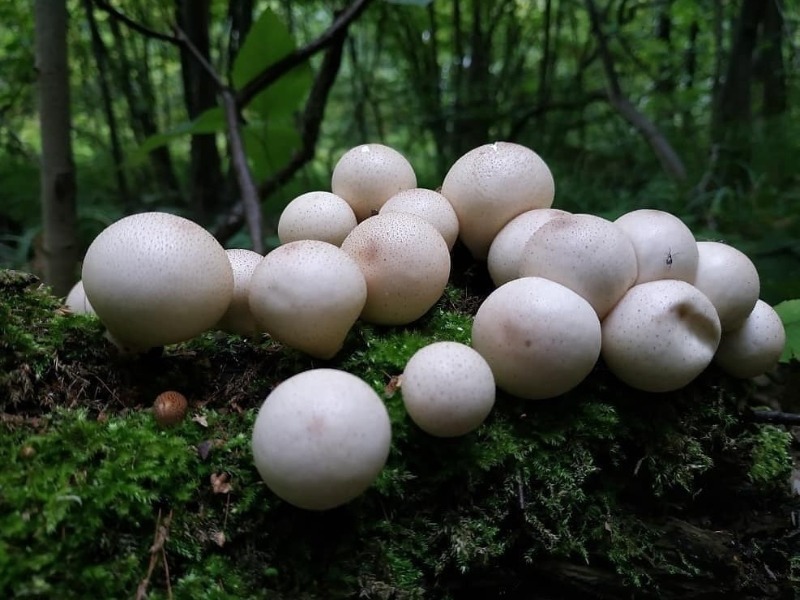 Какие необычные грибы действительно съедобны