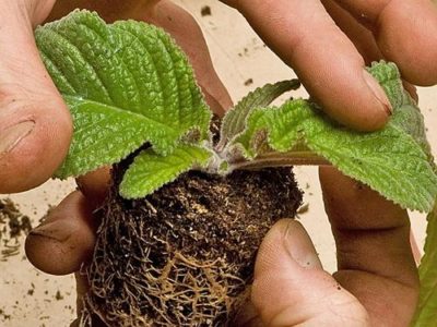 Стрептокарпус – выращиваем африканский «колокольчик» на подоконнике