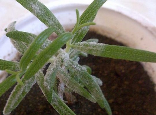 Выращивание розмарина в открытом грунте: секреты от садовода