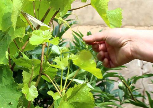 Весенняя обрезка винограда: технология и особенности для регионов