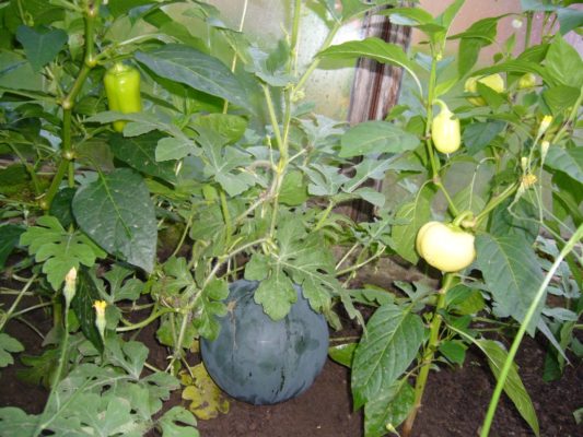 Посадка арбузов в теплице: подготовка почвы и семян, уход за растением