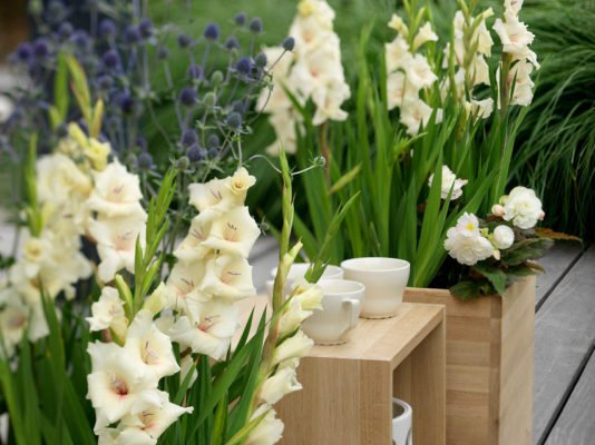 Прекрасный цветок на клумбе: 25 снимков гладиолусов в ландшафтных композициях
