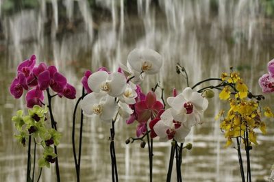 Выращивание орхидеи из зародышей – фантастика или реальность?