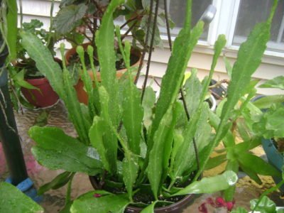 Эпифиллум – неприхотливое и цветущее растение для домашней оранжереи
