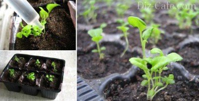 Лобелия: выращивание из семян, технология посадки и уход
