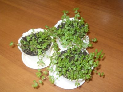Выращивание и уход за зелеными соляниками в домашних условиях