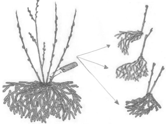 Основные методы и правила размножения черной смородины