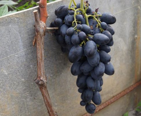 Галия – раннеспелый сорт винограда с вкусными ягодами