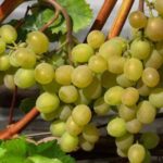 Технические сорта винограда: как «вырастить» вкусное вино