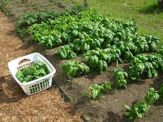 Каждому шпинату нужен правильный урожай! Руководство и советы по сохранению урожая